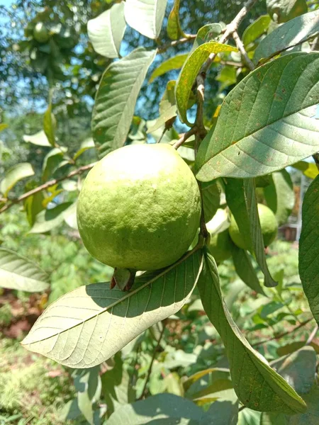 Grönt Äpple Ett Träd — Stockfoto