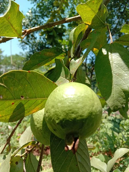 Zielone Jabłko Drzewie — Zdjęcie stockowe
