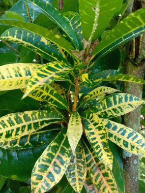 bir ağacın yeşil yaprakları