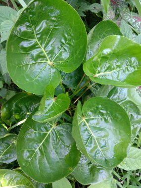 bir bitkinin yeşil yaprakları