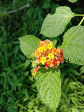 Bahçedeki sarı çiçekler