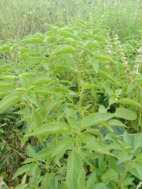 Bahçedeki bir bitkinin yeşil yaprakları