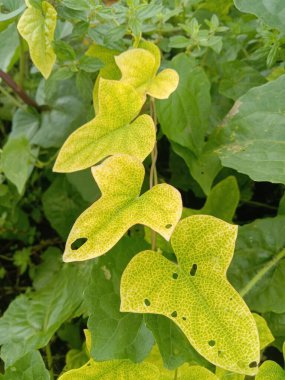 bir bitkinin yeşil yaprakları