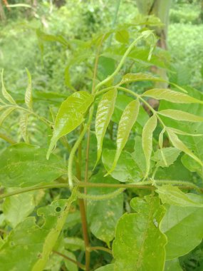 Bahçedeki bir bitkinin yeşil yaprakları