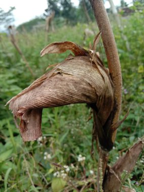 Kahverengi kuyruklu bir keçinin yakın plan fotoğrafı.