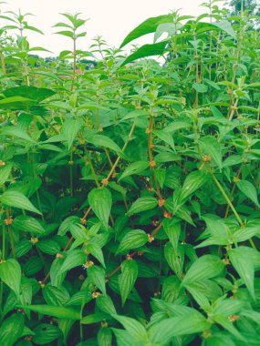 Bahçede yeşil çay yaprakları