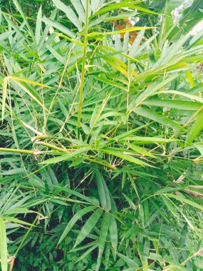 yeşil yapraklar, bitkiler ve yapraklar