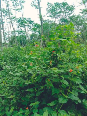bir ağacın yeşil yaprakları