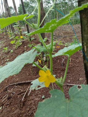 Bahçedeki bir bitkinin yeşil yaprakları