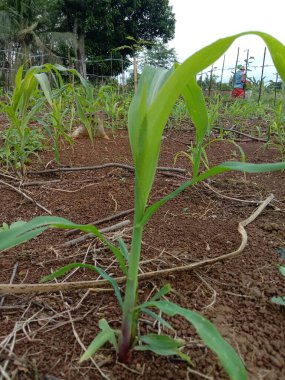 Tarlada yeşil mısır bitkisi