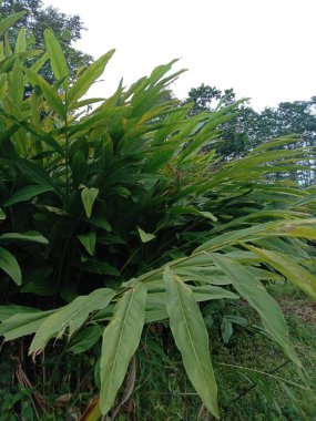 bitkinin yeşil yaprakları