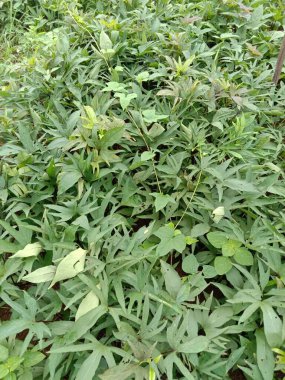 Bahçede yeşil yapraklar