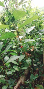 bir bitkinin yeşil yaprakları