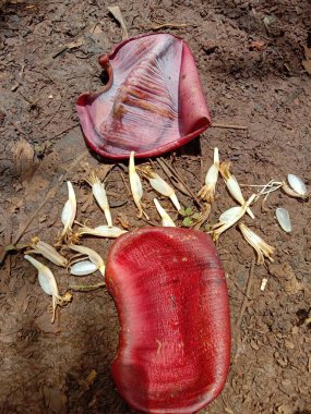 Yerdeki kırmızı lale.