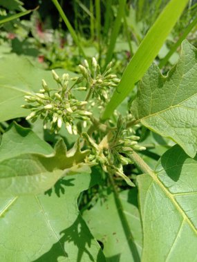 bir bitkinin yeşil yaprakları