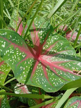 Güzel botanik fotoğrafı, doğal duvar kağıdı.