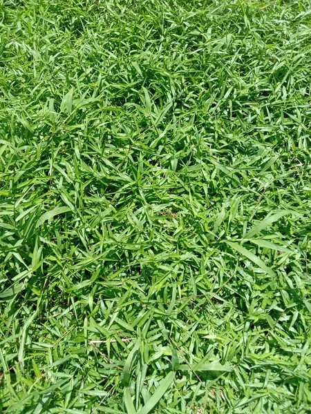 stock image green grass field texture