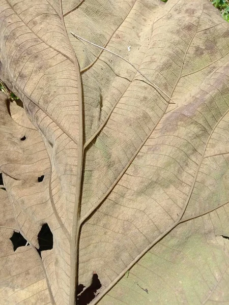 Zbliżenie Liścia Rośliny — Zdjęcie stockowe