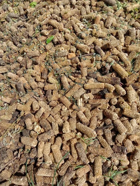 a closeup shot of a pile of ants