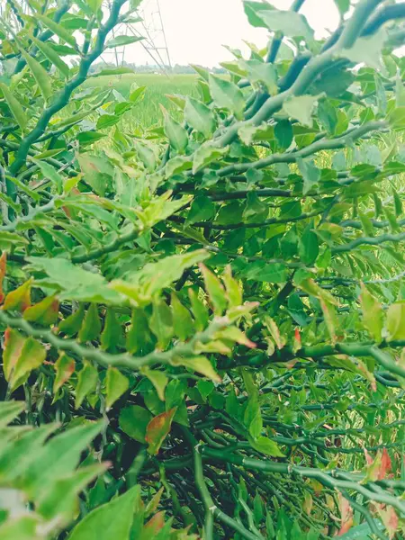 庭の植物の緑の葉 — ストック写真