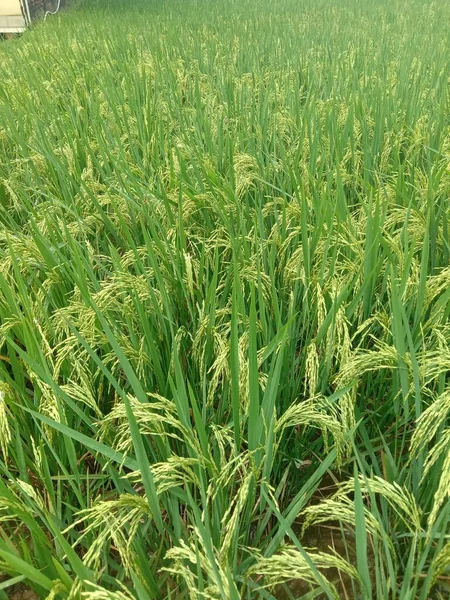 Grünes Reisfeld Morgen — Stockfoto
