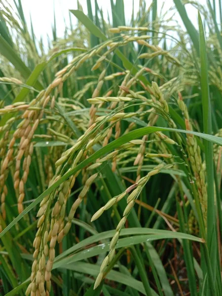 Rijstveld Groen Gras Flora — Stockfoto