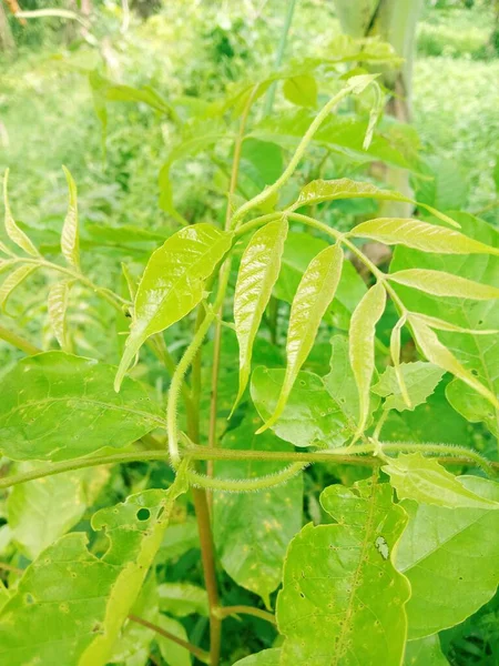 Зеленые Листья Растения Саду — стоковое фото