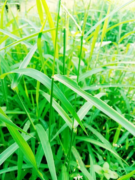 Grünes Gras Mit Tautropfen — Stockfoto