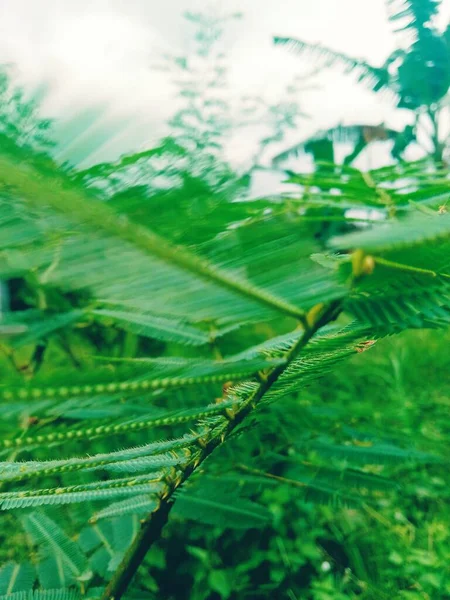 Зеленые Листья Саду — стоковое фото