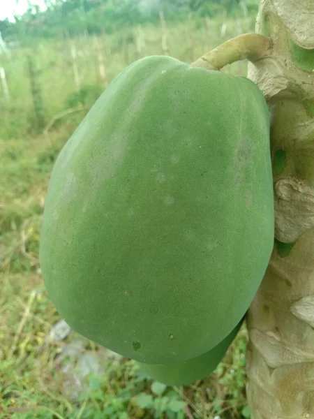 Zielony Melon Drzewie — Zdjęcie stockowe