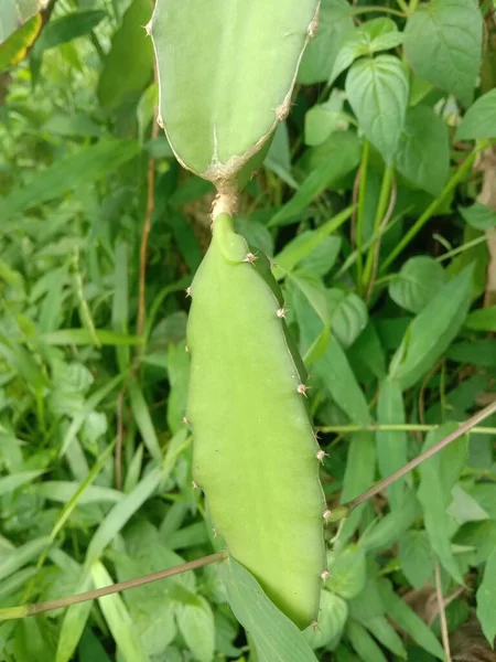 木の上の緑のエンドウ豆 — ストック写真