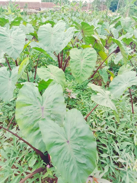 Feuilles Vertes Lotus Dans Jardin — Photo