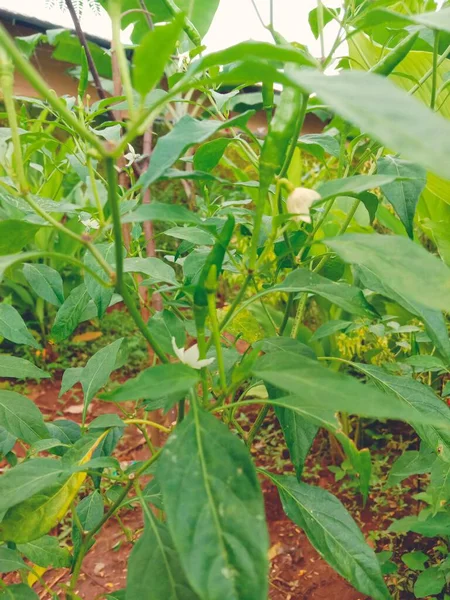 stock image green leaves of a plant in the garden