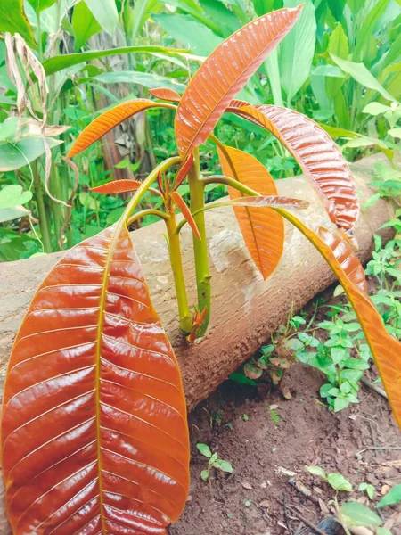 Оранжевые Тропические Листья Дереве — стоковое фото