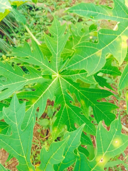 green leaves, flora and foliage