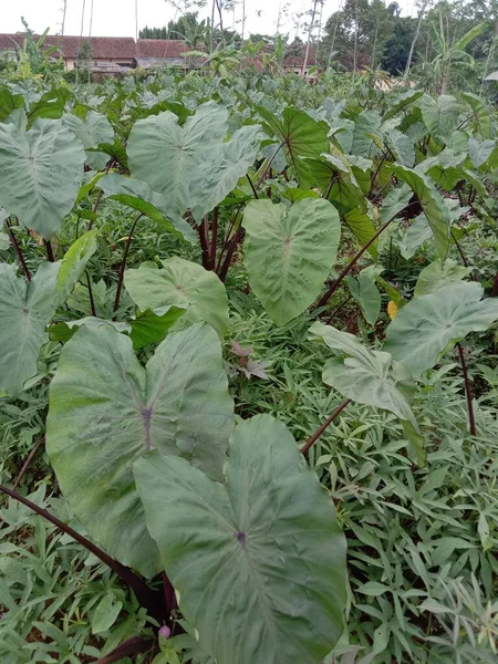 stock image green leaves of cabbage in the garden