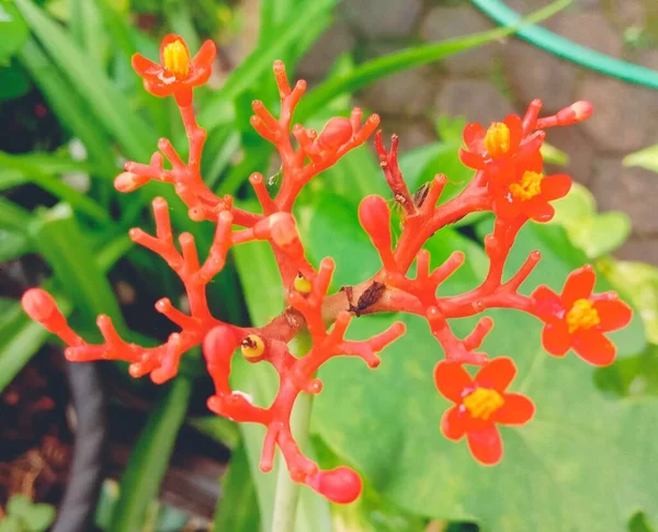Belas Flores Coloridas Jardim — Fotografia de Stock