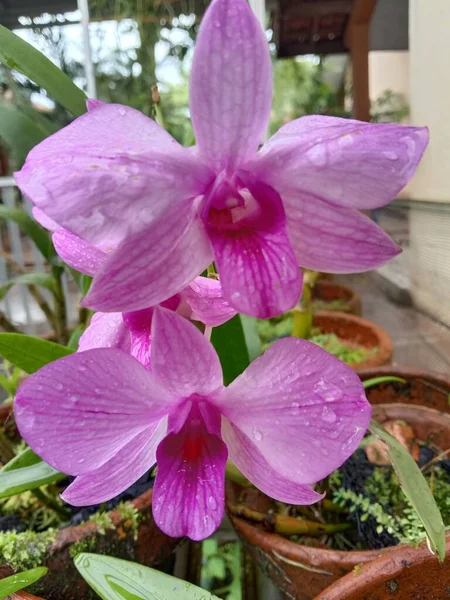 Krásná Růžová Orchidej Zahradě — Stock fotografie