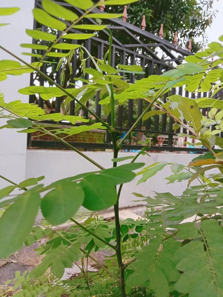 stock image green leaves of a plant