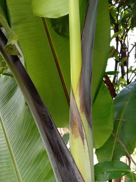 緑の葉を持つバナナの木 — ストック写真