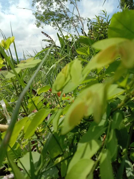 Tarladaki Bir Bitkinin Yeşil Yaprakları — Stok fotoğraf