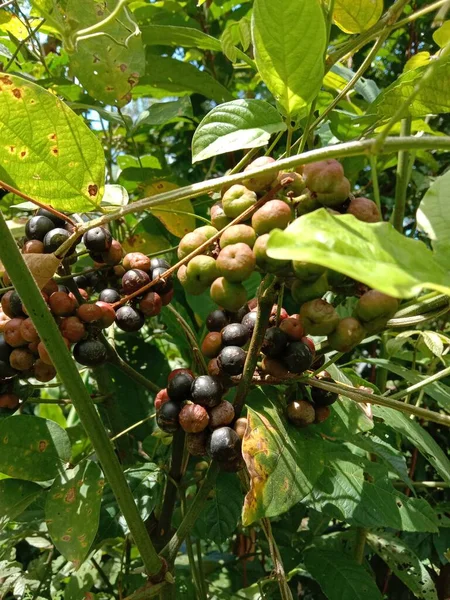Gröna Kaffebönor Ett Träd — Stockfoto