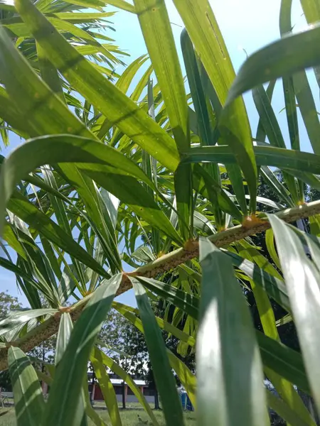 stock image green corn field in the summer