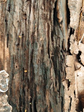 Eski ağaç kabuğu dokusu
