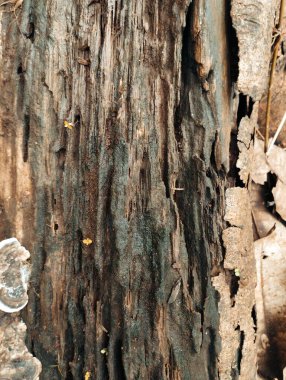 Eski ağaç kabuğu dokusu