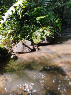 Ormanda güzel bir şelale