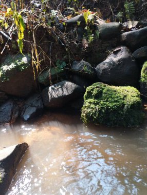 Ormanda güzel bir şelale