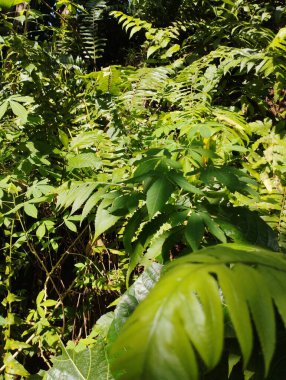 bir bitkinin yeşil yaprakları