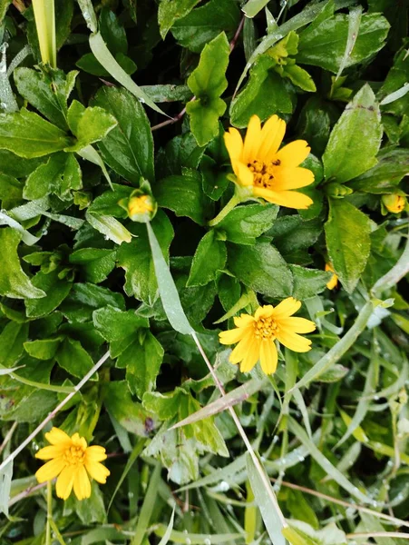 stock image yellow flowers in the garden