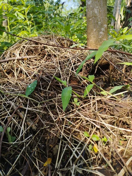 Крупный План Зеленой Травы Маленьким Птичьим Гнездом — стоковое фото